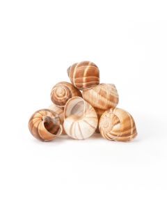 Escargot Shells (Empty)